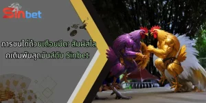 การชนไก่ด้วยเดือยมีด: สัมผัสโลกเดิมพันสุดมันส์กับ Sinbet