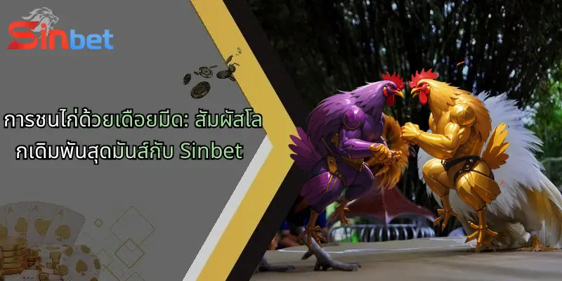 การชนไก่ด้วยเดือยมีด: สัมผัสโลกเดิมพันสุดมันส์กับ Sinbet