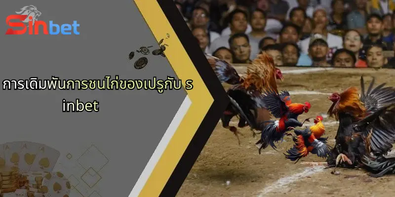 การเดิมพันการชนไก่ของเปรูกับ sinbet