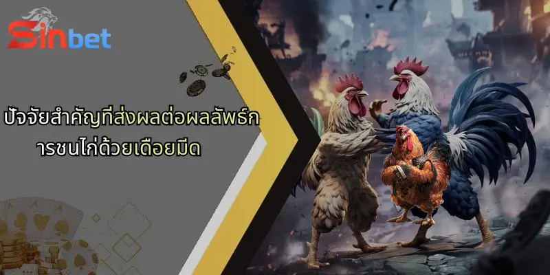 ปัจจัยสำคัญที่ส่งผลต่อผลลัพธ์การชนไก่ด้วยเดือยมีด